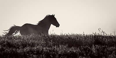 Lawsuit Filed to Stop “Barbaric” BLM Wild Horse Sterilization Experiments