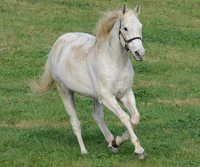 Dual-Classic Winner Silver Charm Celebrates 25th Birthday at Old Friends