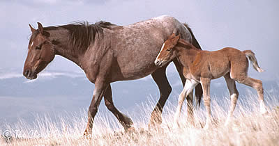 Remembering War Bonnet - Horses in the South – An Equine News Publisher