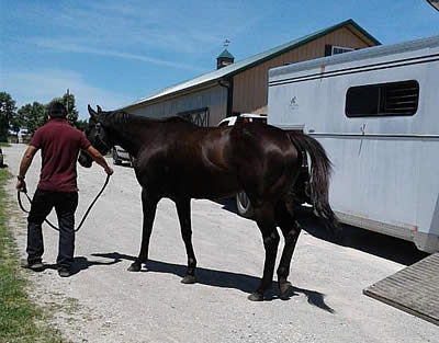Multiple Graded Stakes Winner Hogy Joins Old Friends