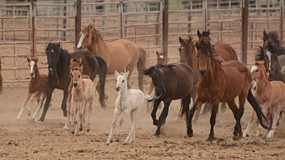 Comments Needed on BLM Experiment to Spay Wild Mares