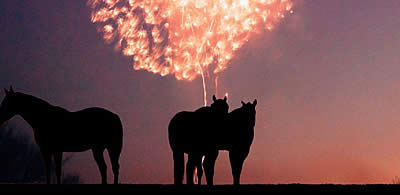 Preparing Your Horse for Fourth of July Fireworks