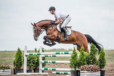 Polish Young Champions on Sport Horses Auction at Baborówko Horse Sale Show 2019