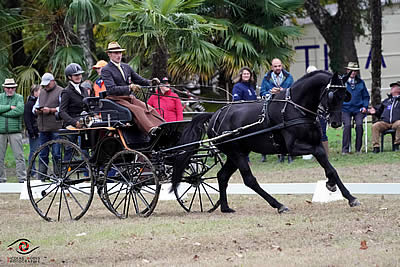 Luxemburg Carriage Driver Franz Schiltz Has Taken the Lead in Provisional Ranking