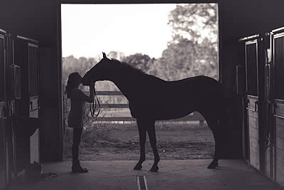 Do Horses Sleep Standing Up?