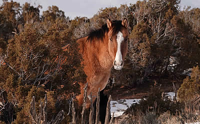 Weakening of NEPA Could Threaten Existence of Wild Horses and Burros