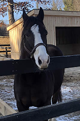 Grade 1 Winner Next Question Euthanized