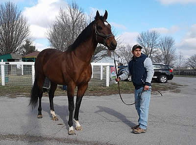 Patch, 2017 Kentucky Derby Contender, Arrives at Old Friends