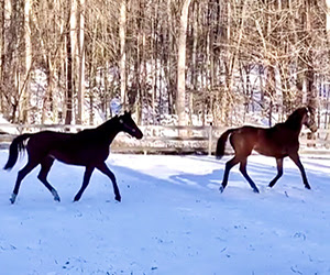 Teamwork Saves Horses – From Hollywood to the East Coast