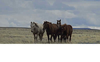 BLM Wyoming Moves One Step Closer to Wild Horse Extinction