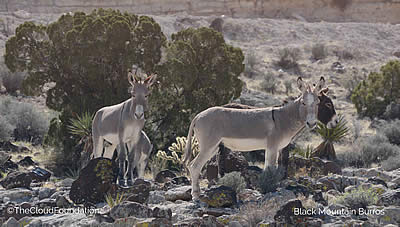 Black Mountain Burros Need Your Voice – NOW