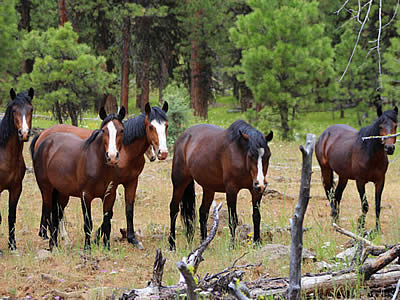 Stop Forest Service’s Plan to Eradicate Oregon’s Wild Horses