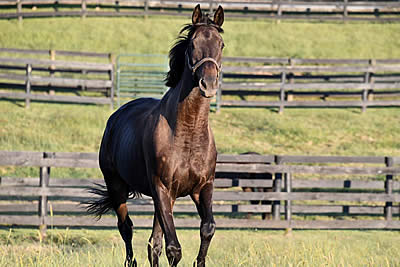 Old Friends Celebrates the Soi Phet Stakes Saturday June 27