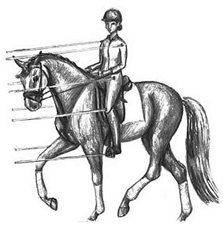 Creating the Channel of Energy, by Ruth Hogan Poulsen Dressage