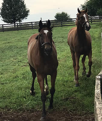 Old Friends Welcomes New Retirees Work All Week, The Pizza Man, and Syndergaard