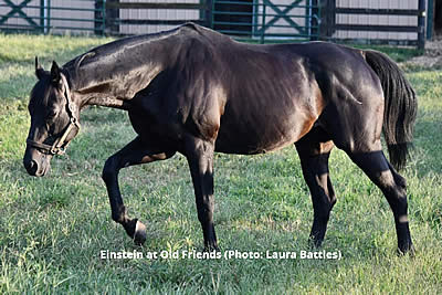 Five-Time Grade 1 Winner Einstein Euthanized