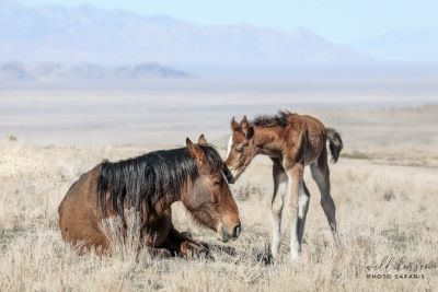 The Fight to Save the Onaqui Is ON