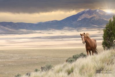 Onaqui Roundup Concludes with 435 Wild Horses Captured