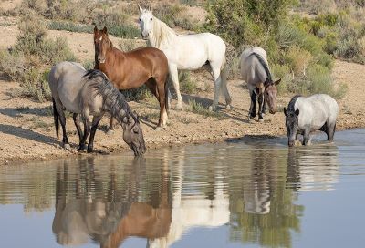 Help Halt Mass Removal in Sand Wash Basin, Colorado