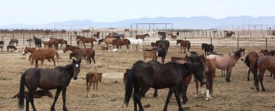 BLM Plans Feedlot to Hold 4,000 Wild Horses