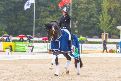 Dutch and Danish Stallions Steal the Show