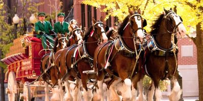 Budweiser Clydesdales Will Lead Military Bowl Parade Once Again in 2021