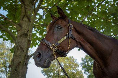 Two-Time Breeders’ Cup Mile Winner, Da Hoss, Dies at 30