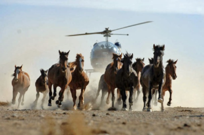 Please Speak Up for Oregon’s Wild Horses