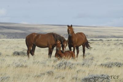 Oppose BLM’s Disaster Plan for Utah’s Bible Spring Complex Wild Horses