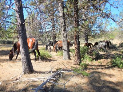 Preventing Wildfire with the Wild Horse Fire Brigade