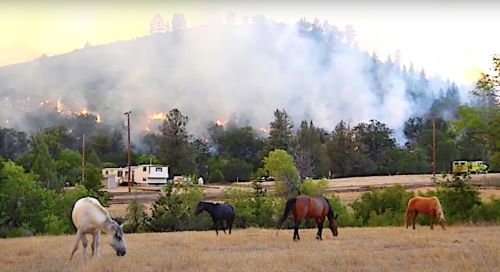 Wild Horse Fire Brigade – Update