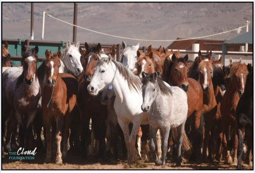 Judge Rules against BLM’s Cash Incentive Program for Wild Horse Adoptions