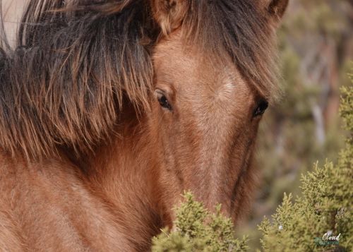 BLM’s Decision for the Pryor Mountain Wild Horses Released