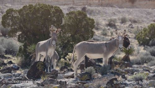 Help Save Wild Burros from Massive Roundup in Nevada