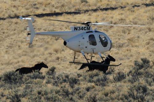 Opportunity to Take a Stand for Wild Horses in Central Nevada