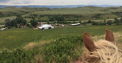 EQUUS Foundation Guardian Charities Seeking Program Horses