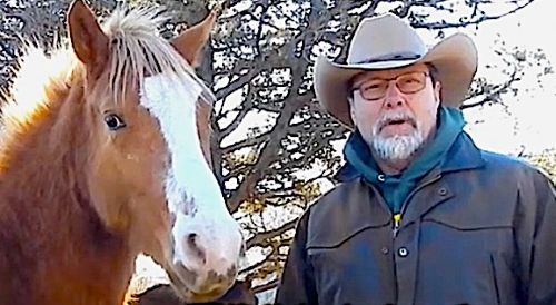 Exciting Updates from Wild Horse Fire Brigade – Introducing “Wild Stallion”