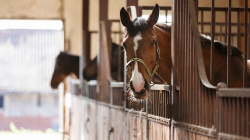 A Practical Guide to Horse Boarding: What Every Owner Should Know