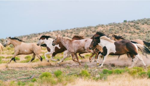 Last Chance: Tell BLM to Stop Sacrificing Wild Horses for Livestock