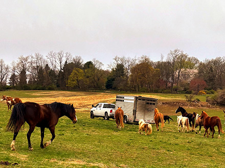 Help Us Finish This Documentary — and Change the Future for America’s Horses