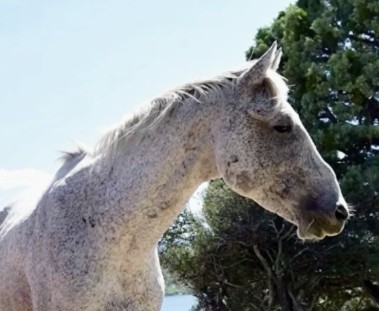 Wild Horse Fire Brigade Seeks to Save Federally Protected Wild Horses from Slaughter