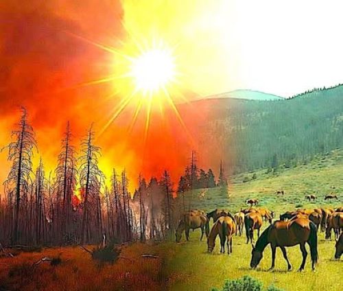 BLM & USFS Removing Herbivores That Help Reduce Wildfire Fuels