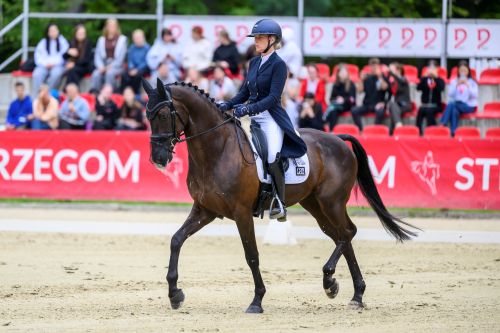 Strzegom Autumn Show – Competition Heats Up