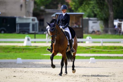 Strzegom Autumn Show Gets Underway – World-Class Riders and 350 Horses in Morawa