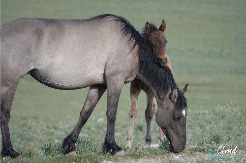 BLM Schedules Fall 2026 Roundup of Pryor Wild Horses