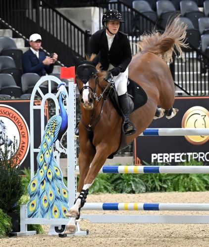 Hunter Champions Crowned as Jumper Competition Kicks Off